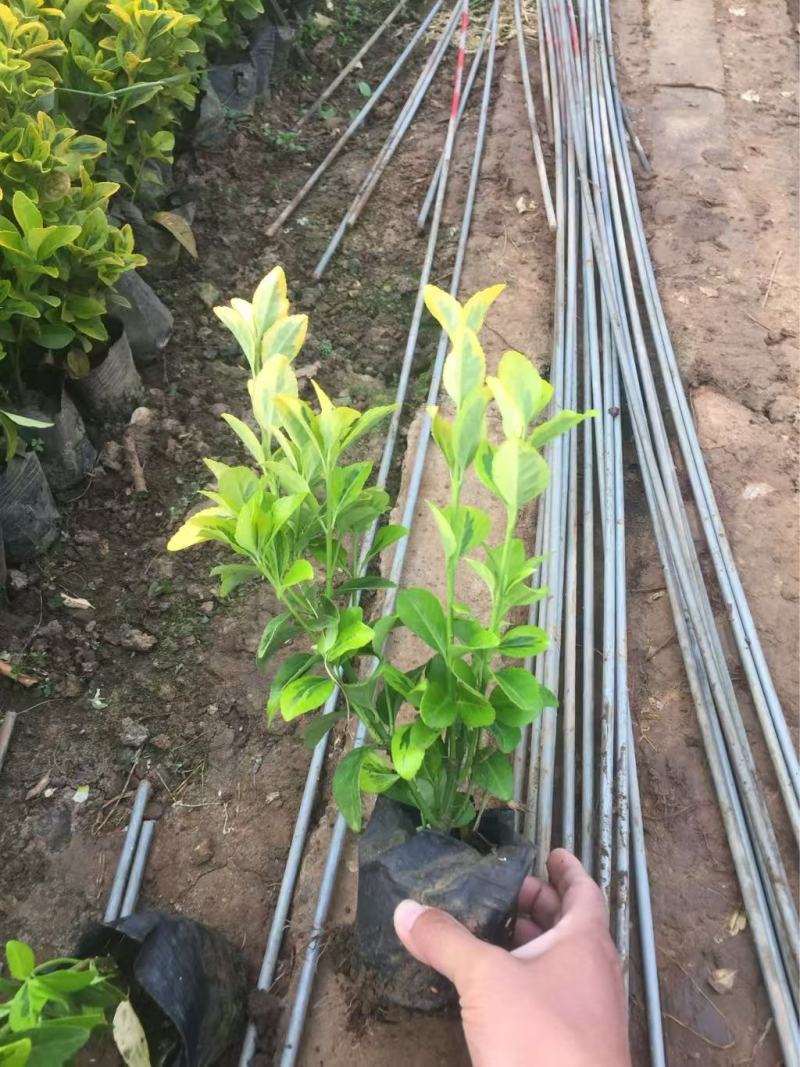 精品金冠黄杨优质金冠黄杨金冠黄杨自产自销