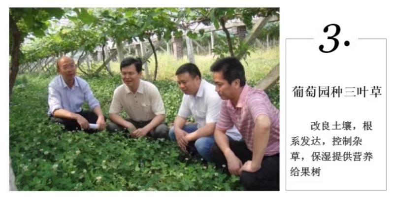 包衣白三叶种子白车轴草种籽绿化草籽种草籽果园草种四季种子