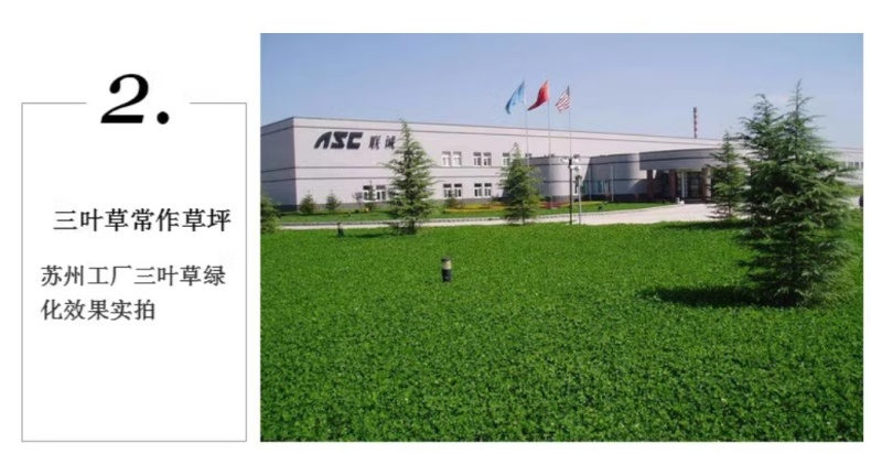 包衣白三叶种子白车轴草种籽绿化草籽种草籽果园草种四季种子