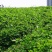 包衣白三叶种子白车轴草种籽绿化草籽种草籽果园草种四季种子