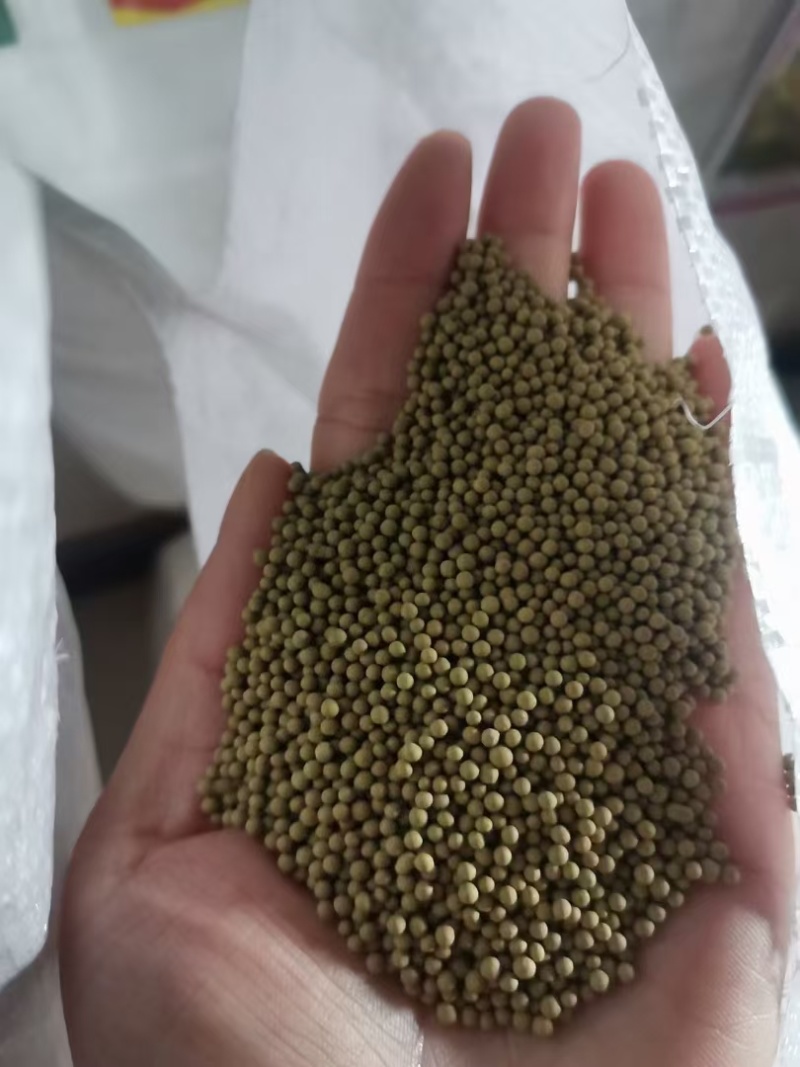 包衣白三叶种子白车轴草种籽绿化草籽种草籽果园草种四季种子