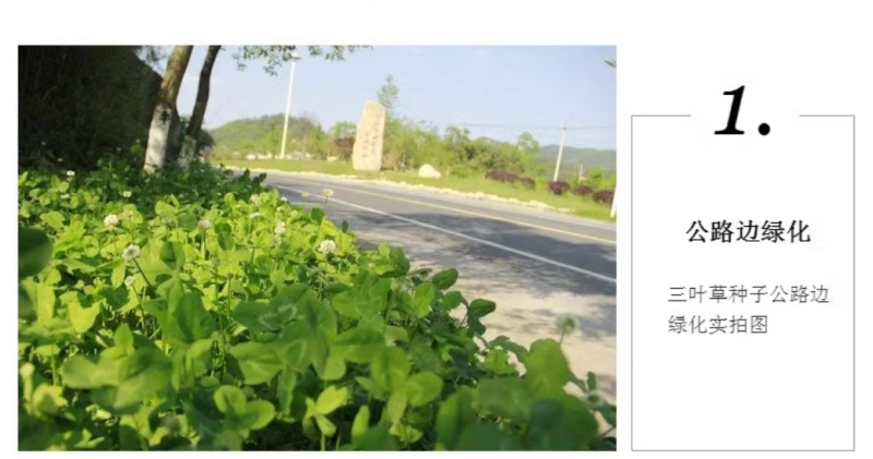 包衣白三叶种子白车轴草种籽绿化草籽种草籽果园草种四季种子