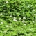 包衣白三叶种子白车轴草种籽绿化草籽种草籽果园草种四季种子