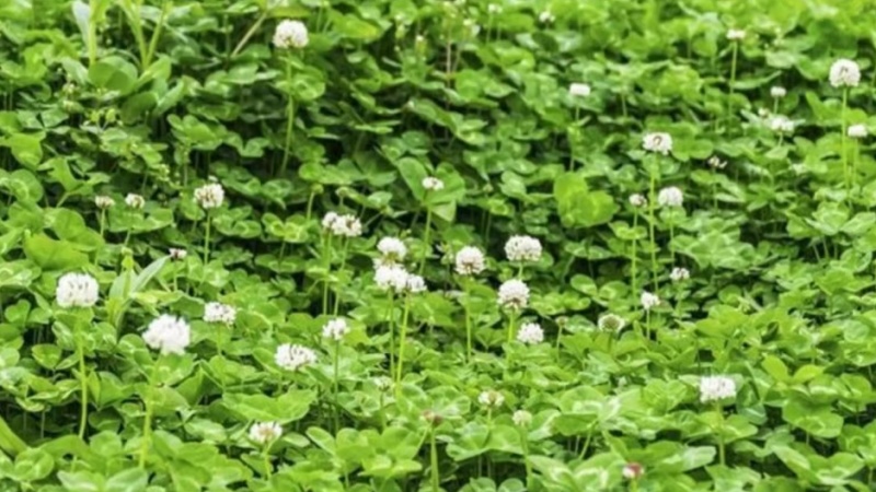 包衣白三叶种子白车轴草种籽绿化草籽种草籽果园草种四季种子