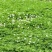 包衣白三叶种子白车轴草种籽绿化草籽种草籽果园草种四季种子