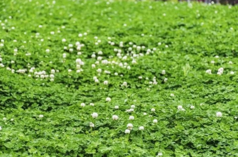 包衣白三叶种子白车轴草种籽绿化草籽种草籽果园草种四季种子