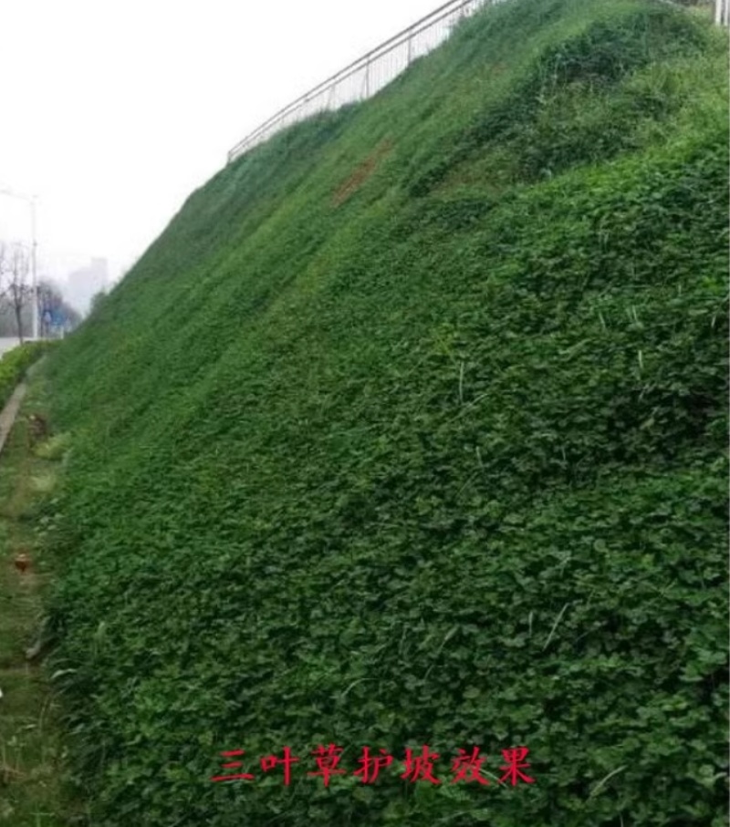 包衣白三叶种子白车轴草种籽绿化草籽种草籽果园草种四季种子