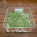包衣白三叶种子白车轴草种籽绿化草籽种草籽果园草种四季种子