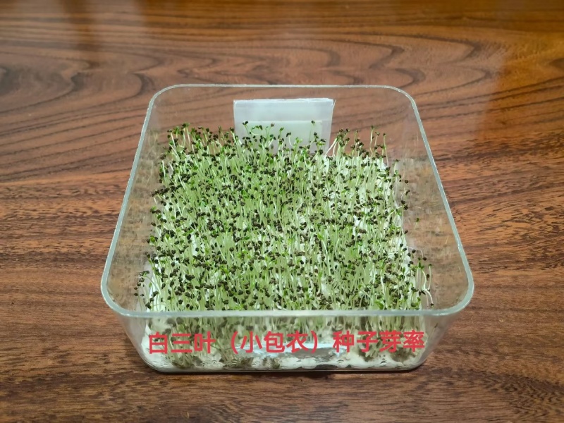 包衣白三叶种子白车轴草种籽绿化草籽种草籽果园草种四季种子