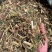 野生益母草，全草干货，量大价格优惠，可长期供货，欢迎咨询