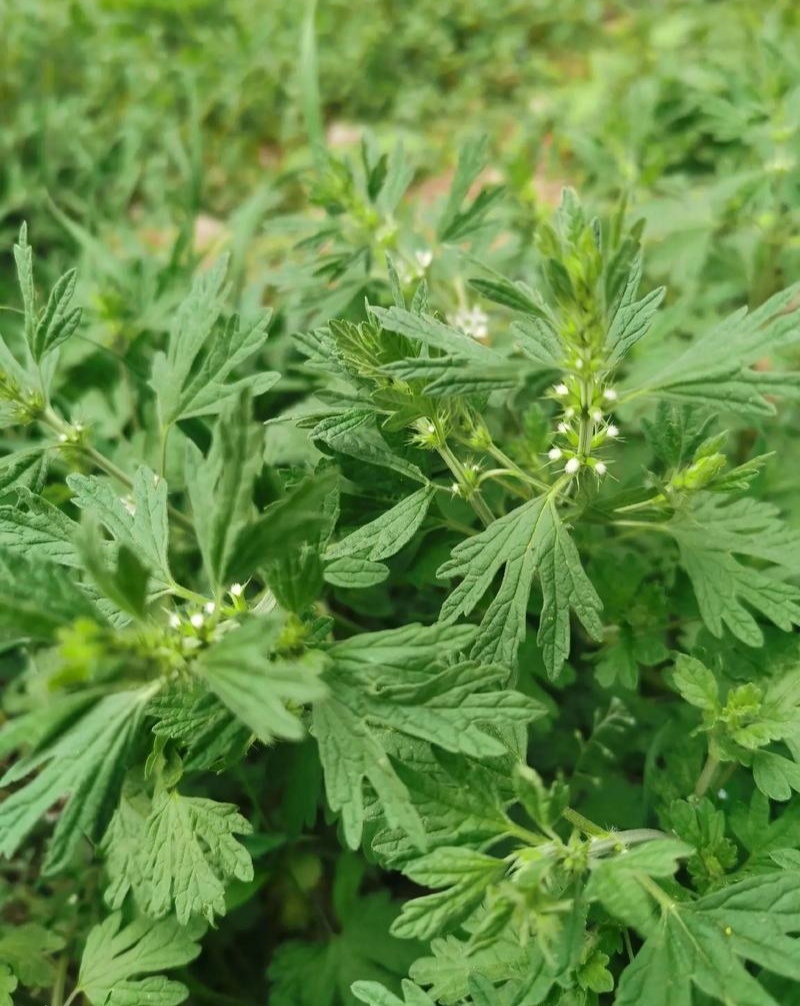 野生益母草，全草干货，量大价格优惠，可长期供货，欢迎咨询