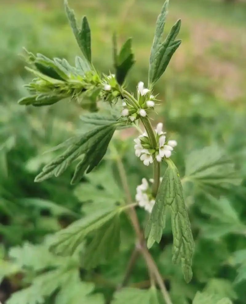 野生益母草，全草干货，量大价格优惠，可长期供货，欢迎咨询