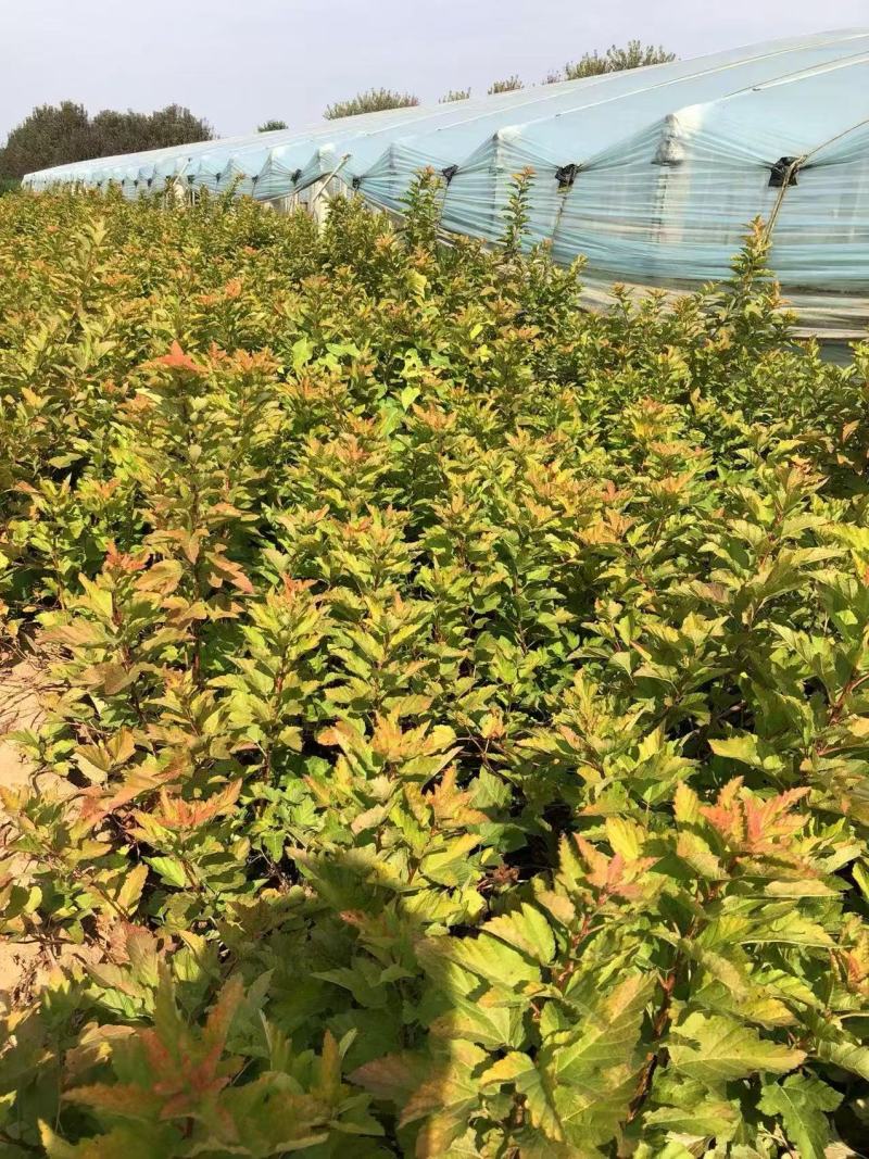 精品金叶风箱果优质金叶风箱果