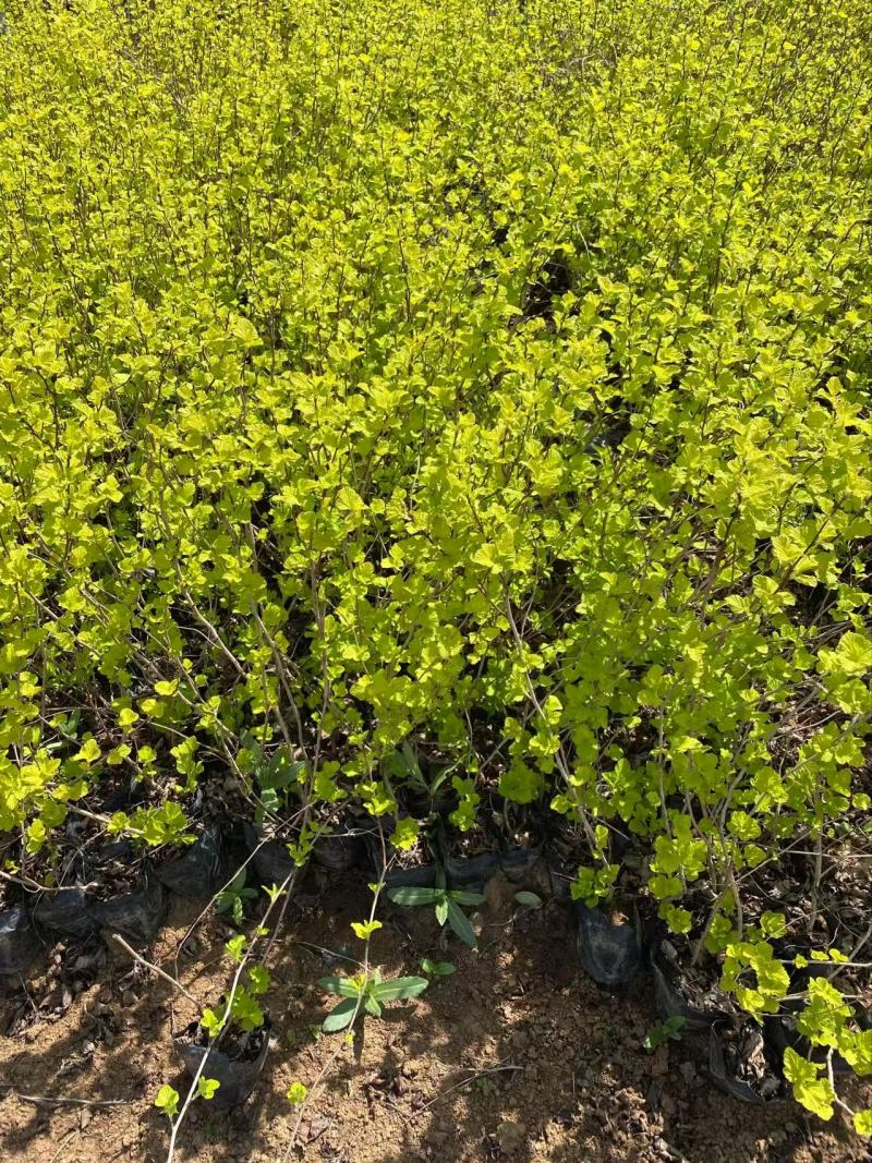 精品金叶风箱果优质金叶风箱果