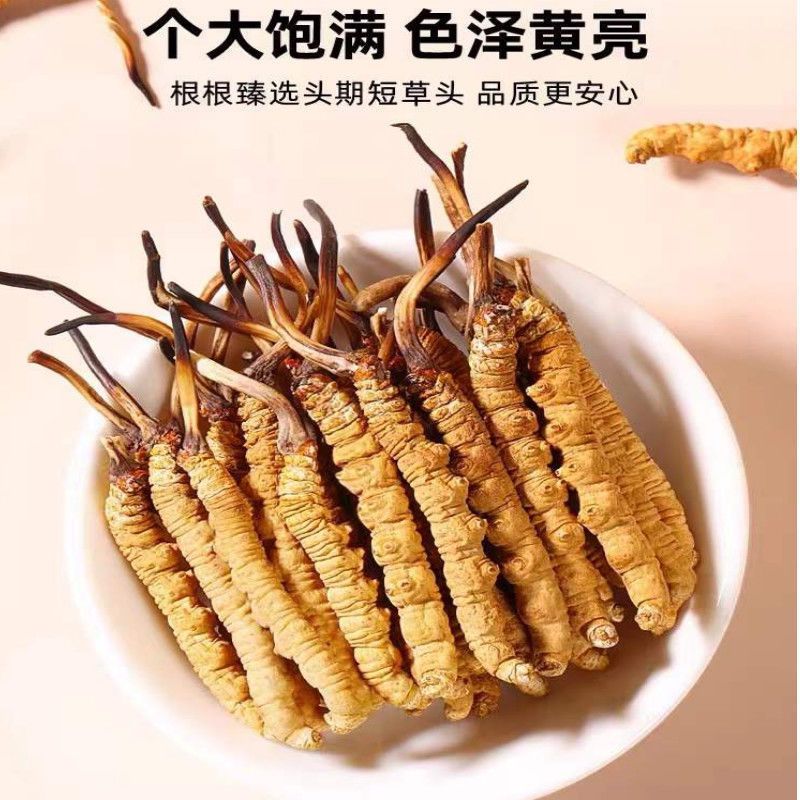 冬虫夏草正品西藏那曲干虫草3根一克产地直销全国批发代发零售