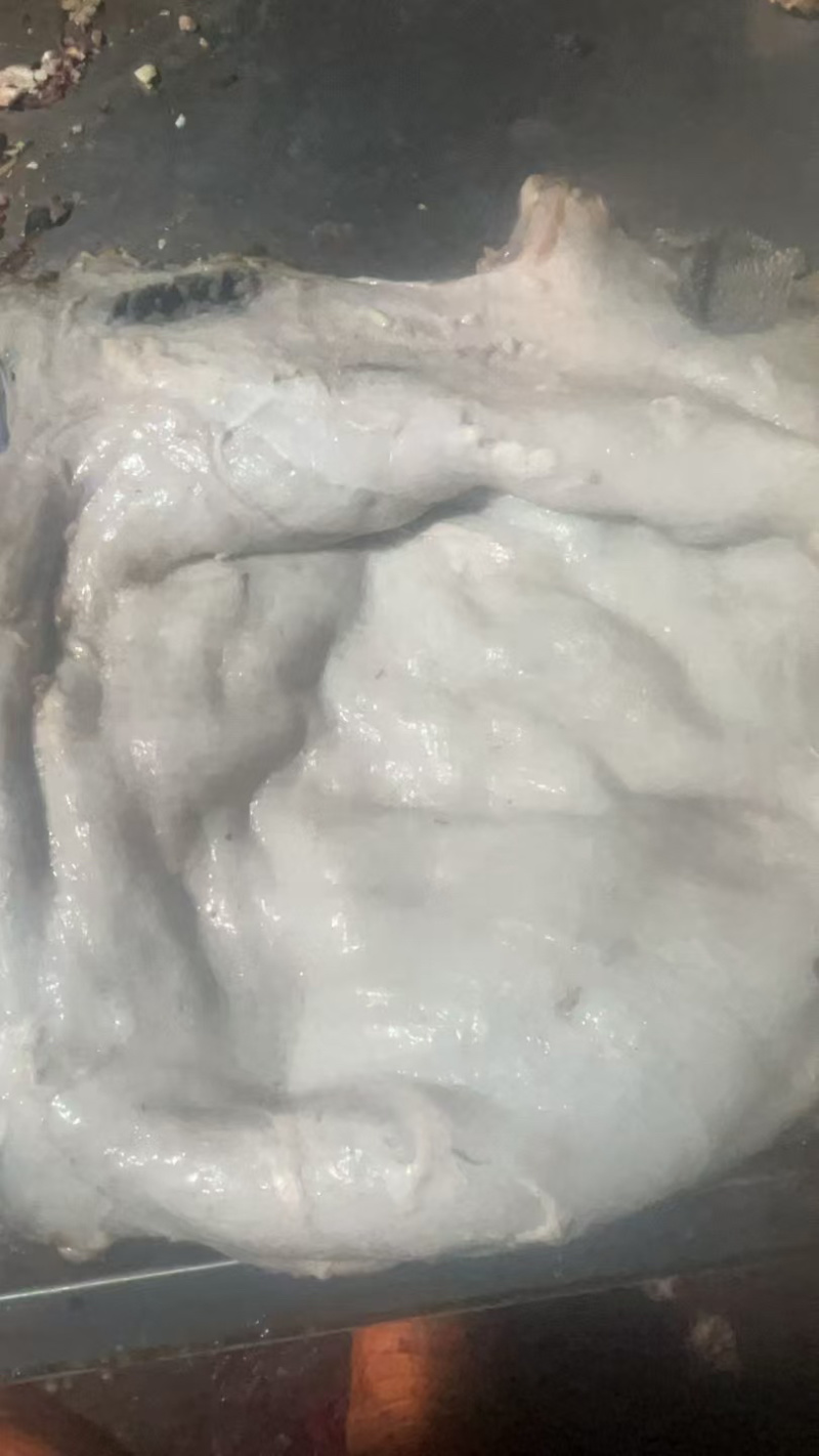 【优选好货】精品牛百叶大量供应可全国发货欢迎咨询