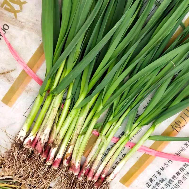 河南蒜苗红根蒜苗一手货源产地直发欢迎致电咨询