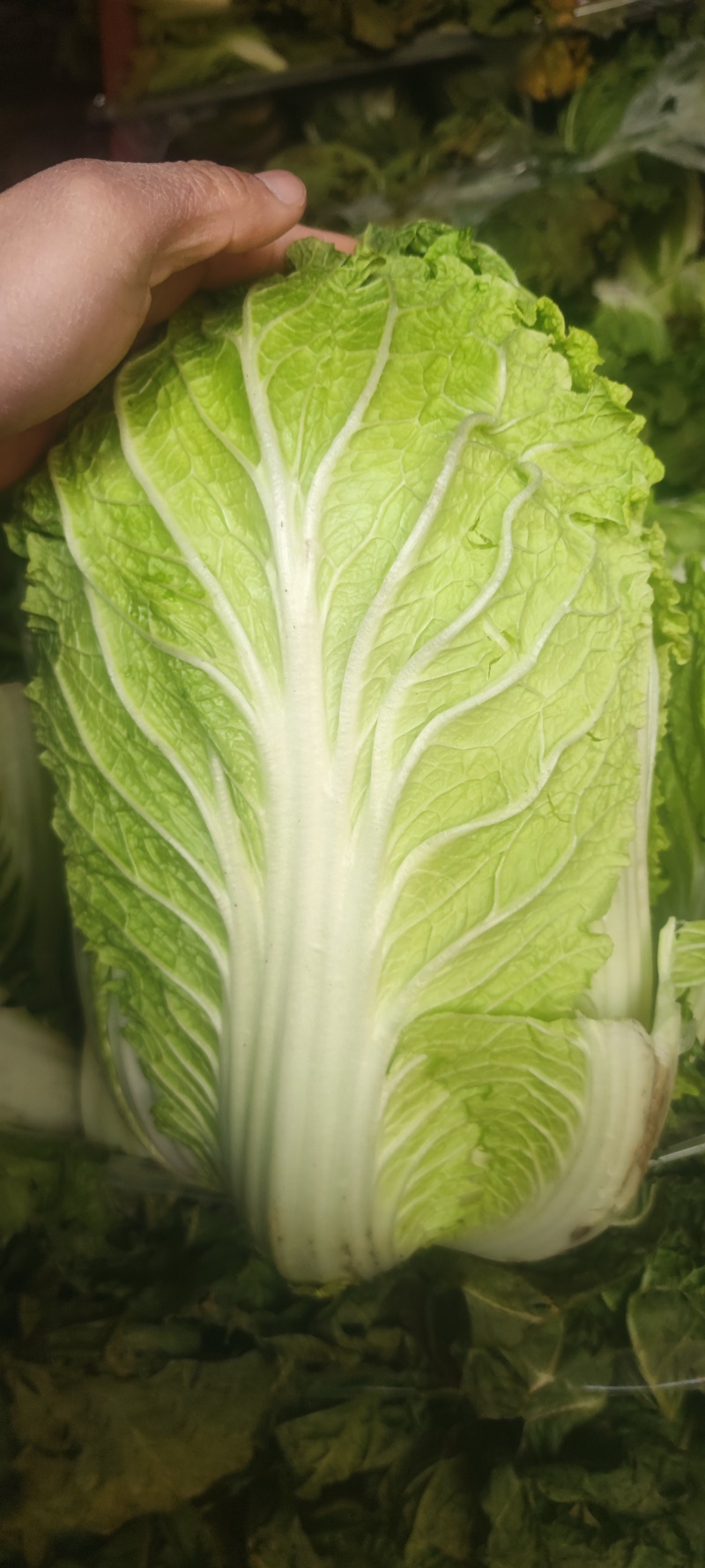 黄心白菜，包头白菜，小黄心，净菜。本地包头白菜，包头白菜