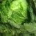 黄心白菜，包头白菜，小黄心，净菜。本地包头白菜，包头白菜