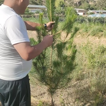 大量出售各种绿化树