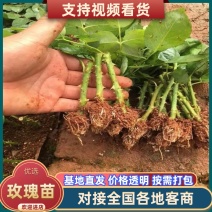 玫瑰苗大花四季开花云南基地发货16.8元十棵包邮发