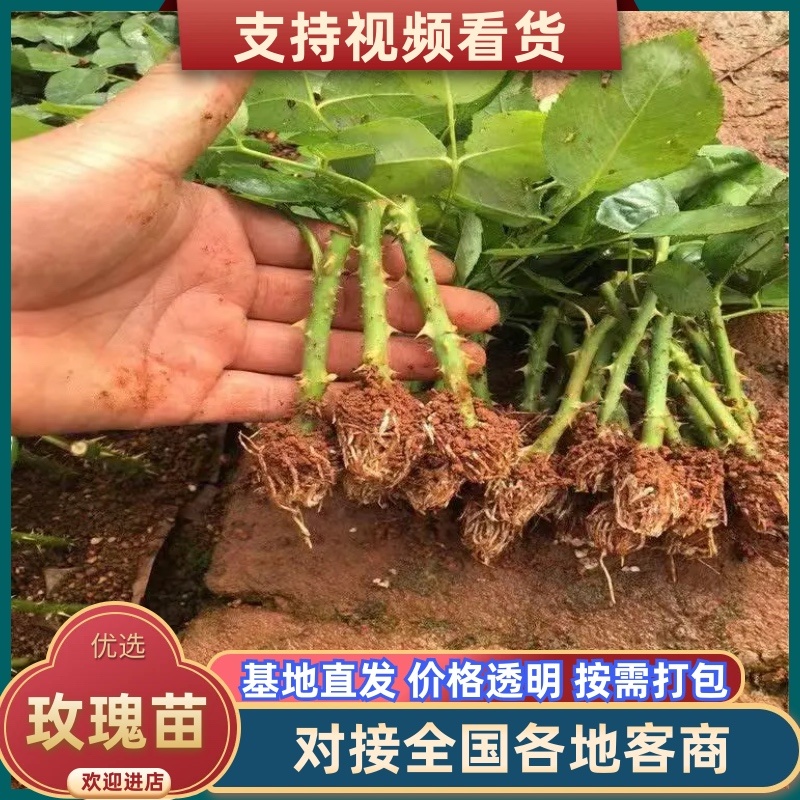 玫瑰苗大花四季开花云南基地发货16.8元十棵包邮发