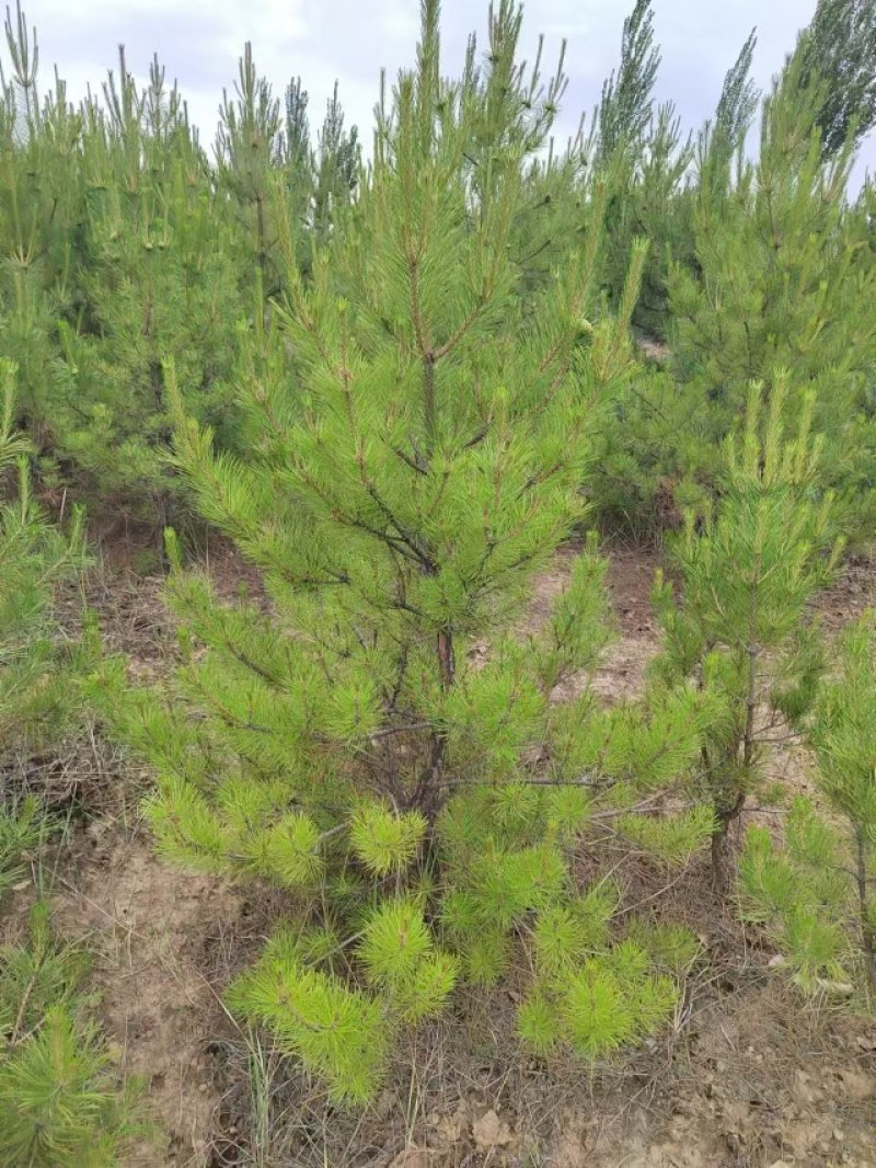 大量出售各种绿化树