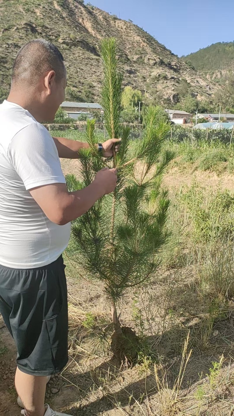 大量出售各种绿化树