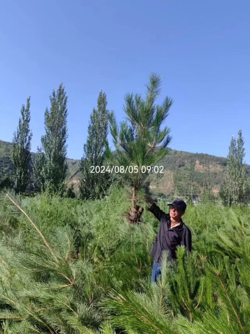 大量出售各种绿化树