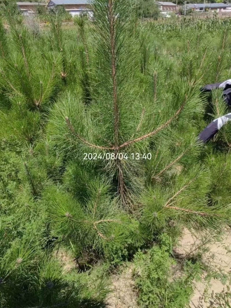 大量出售各种绿化树
