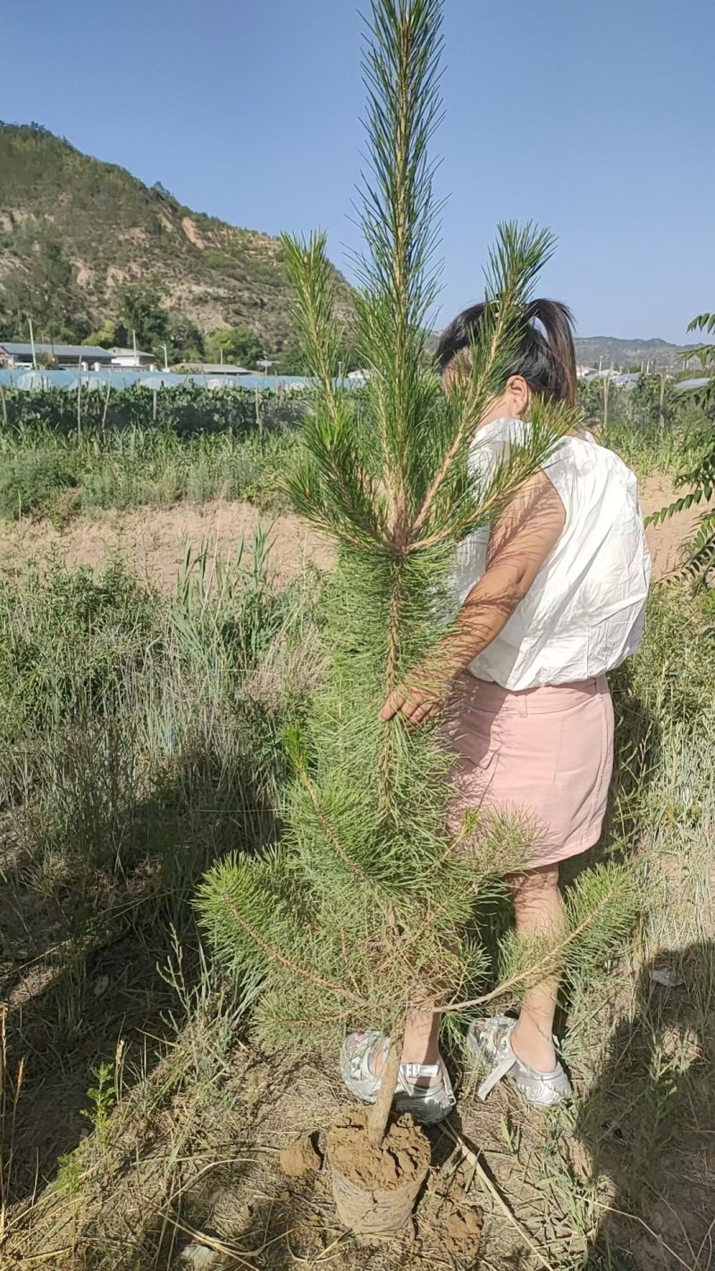 大量出售各种绿化树