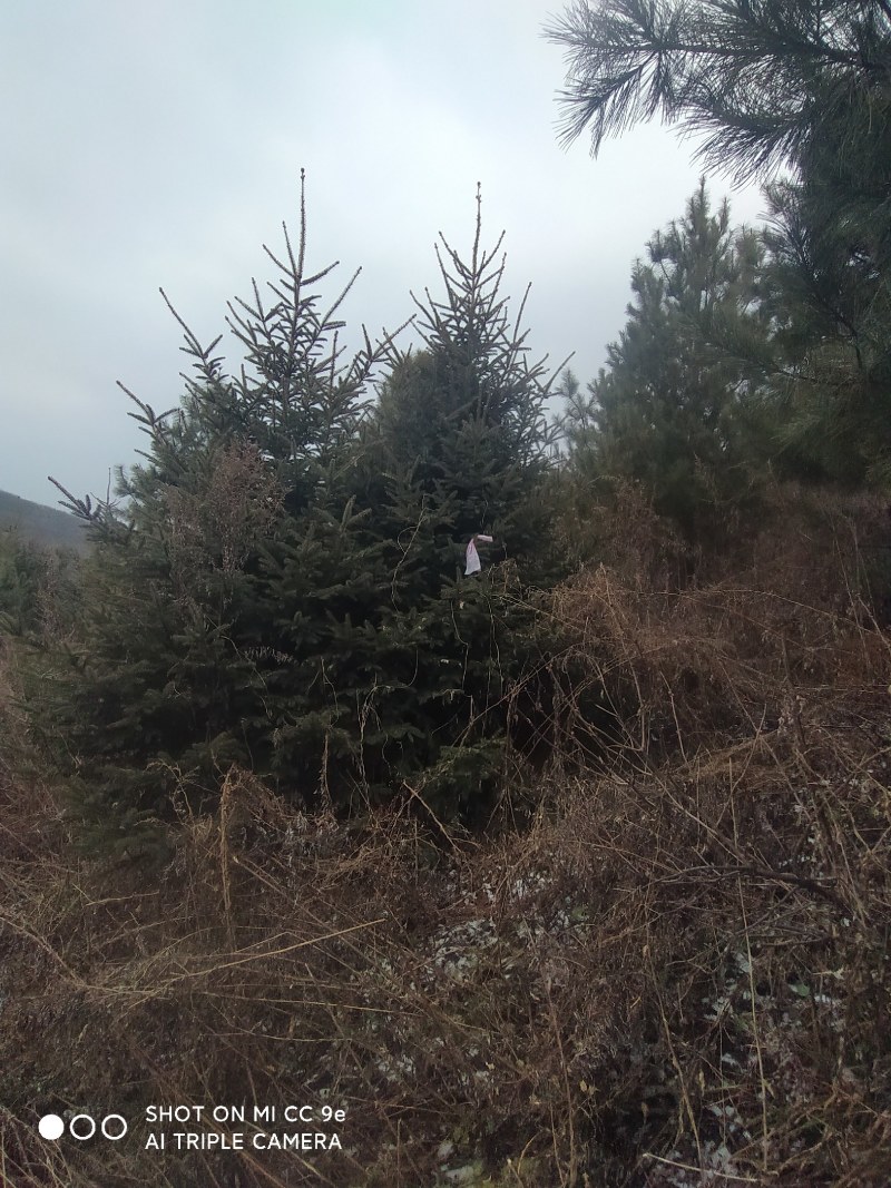 大量出售各种绿化树