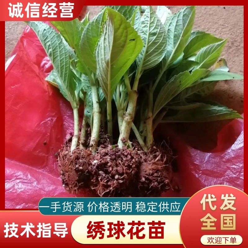 八仙花种苗