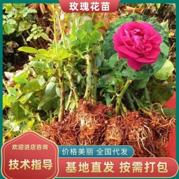 食用玫瑰苗，滇红、墨红、金边、大马士革、品种齐全全国发货