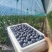 2025辽宁丹东暖棚花香L25批量上市对接商超批发商团购