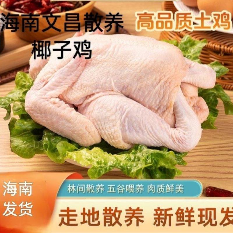 海南文昌散养鸡新鲜发货