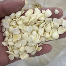 光中杏仁山杏仁脱苦杏仁煲汤打粉豆浆