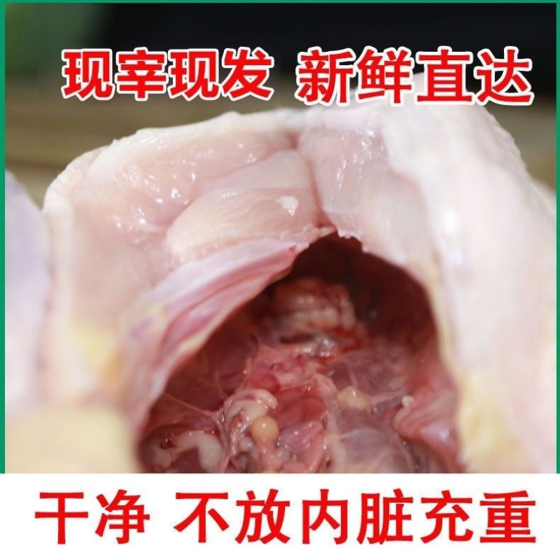 海南文昌散养鸡新鲜发货