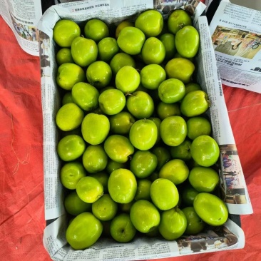 云南冬枣密枣牛奶枣
