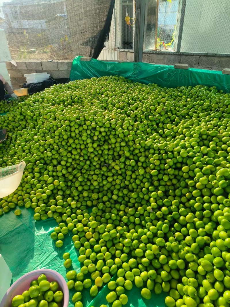 云南冬枣密枣牛奶枣