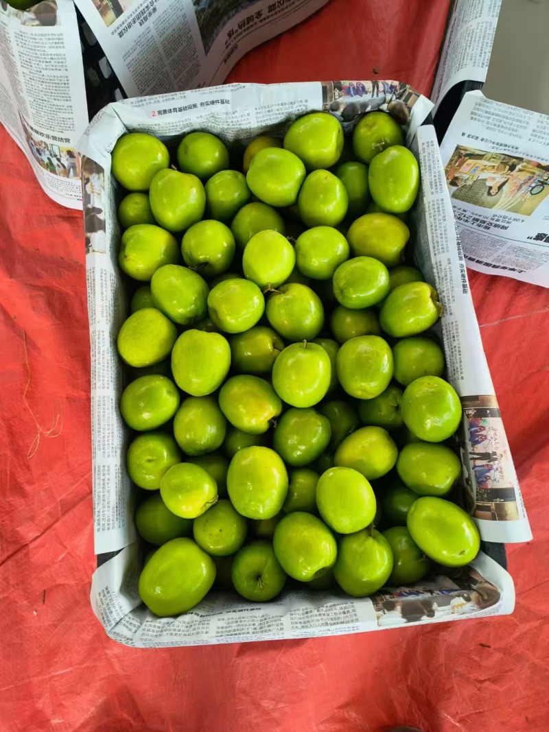 云南冬枣密枣牛奶枣