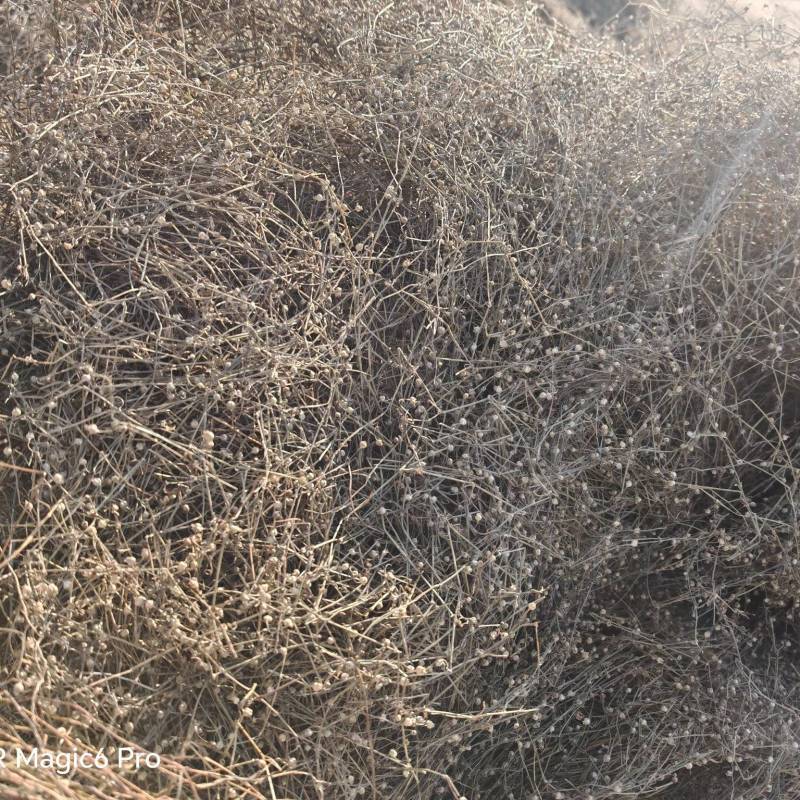 优质蛇舌草（个子）通过人工拣选家庭种植蛇舌草。欢迎来电