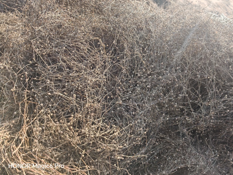 白花蛇舌草，中药材量大从优人工拣选品种保证。