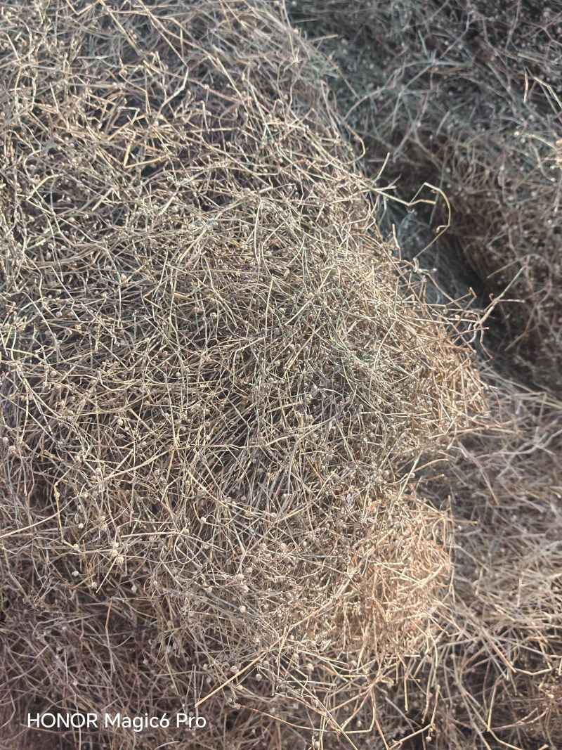 白花蛇舌草，中药材量大从优人工拣选品种保证。