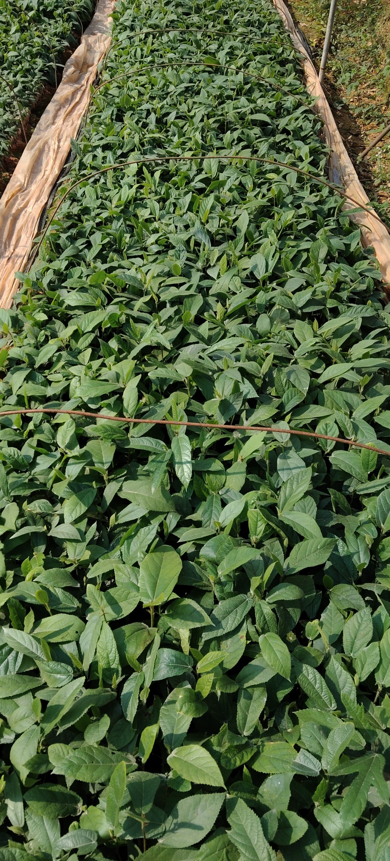 广西五指毛桃苗优质种苗