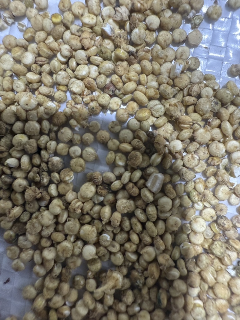 精品条藜，整车发售