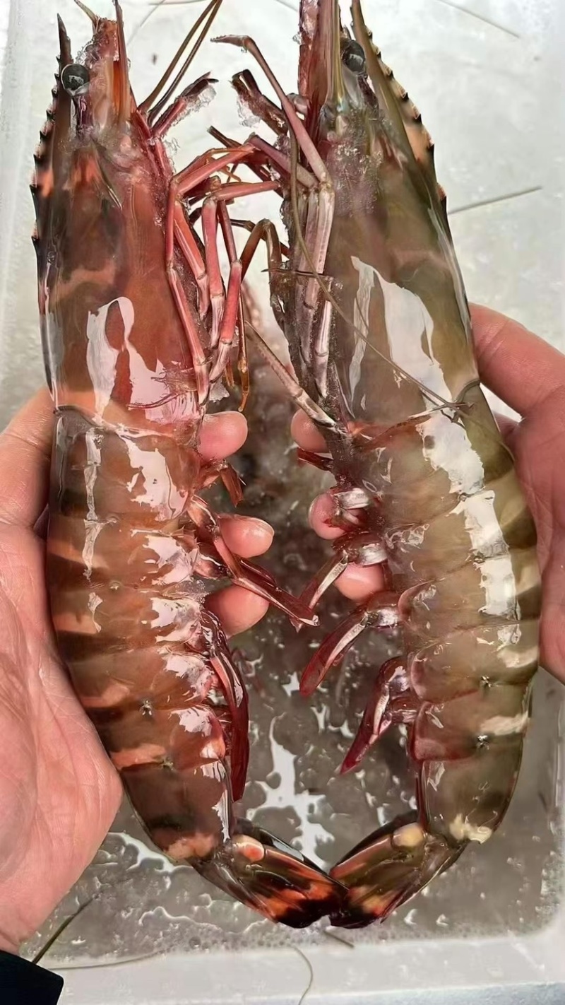 手臂大虾，单条一斤左右，一只管饱，送礼有面子