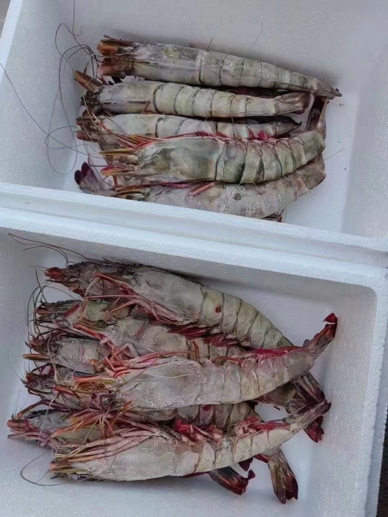 手臂大虾，单条一斤左右，一只管饱，送礼有面子