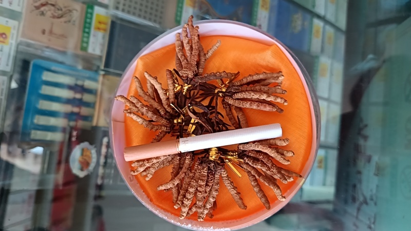精品冬虫夏草/青海冬虫夏草/产地直发/老板热情