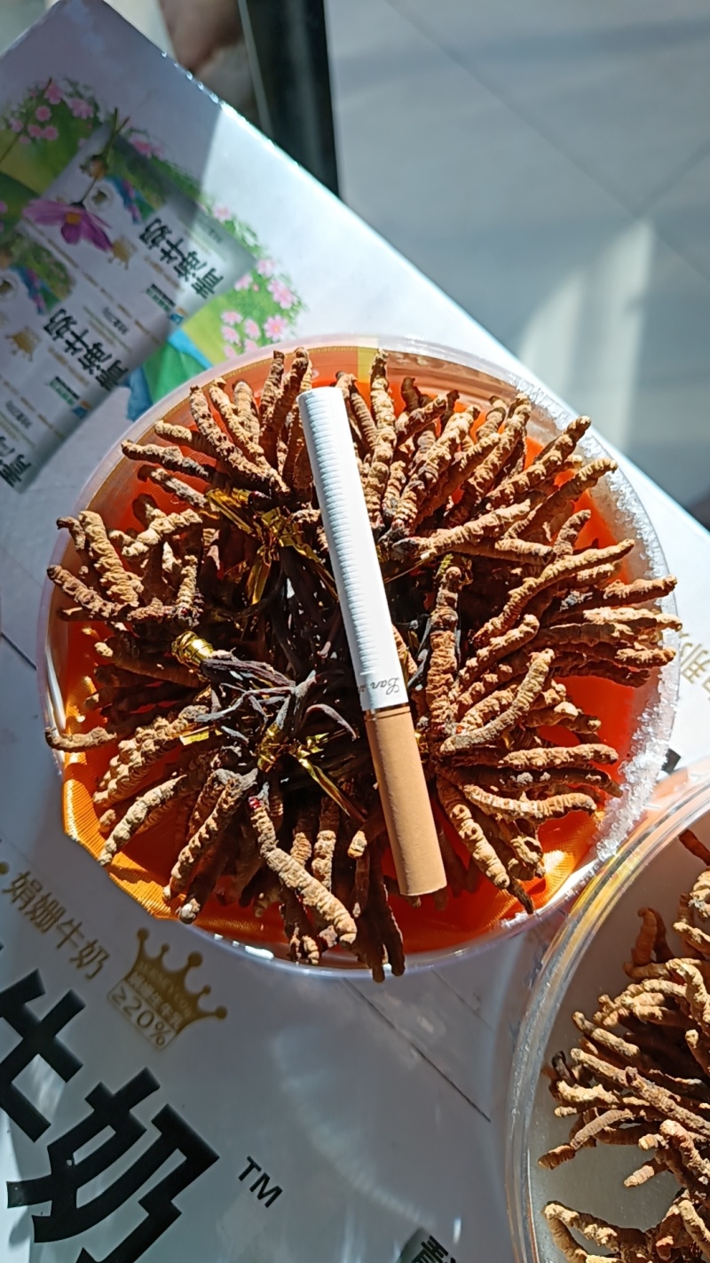 精品冬虫夏草/青海冬虫夏草/产地直发/老板热情